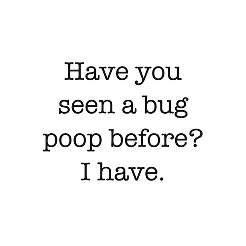 Have you seen a bug poop before?  I have.